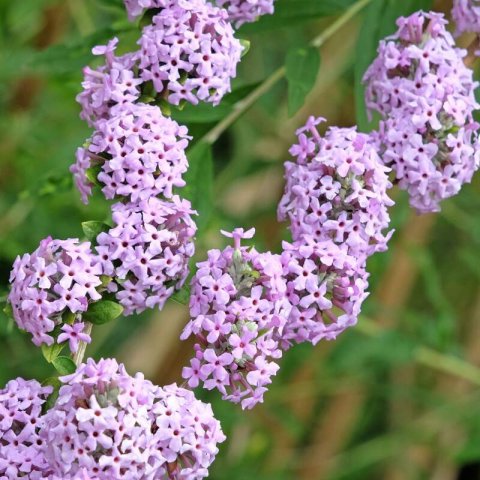 BUDDLEJA ALTERNIFOLIA - Arbusto de las mariposas