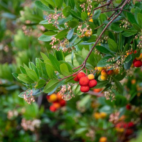 ARBUTUS UNEDO Roselily - Madro�o Roselily