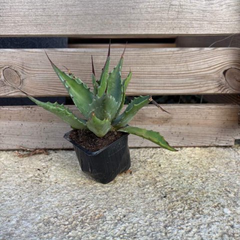 AGAVE MONTANA