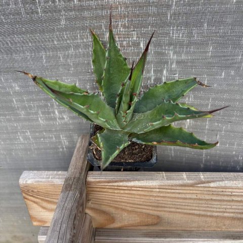 AGAVE MONTANA