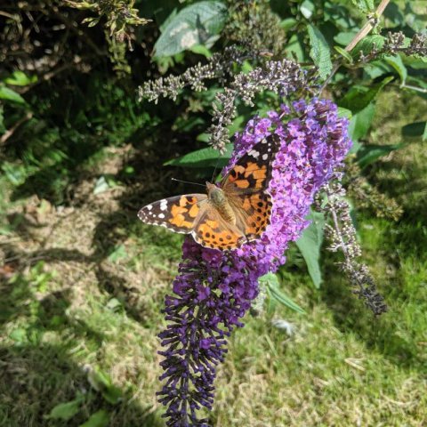 BUDDLEJA DAVIDII Summer Bird Blue - Arbre aux papillons