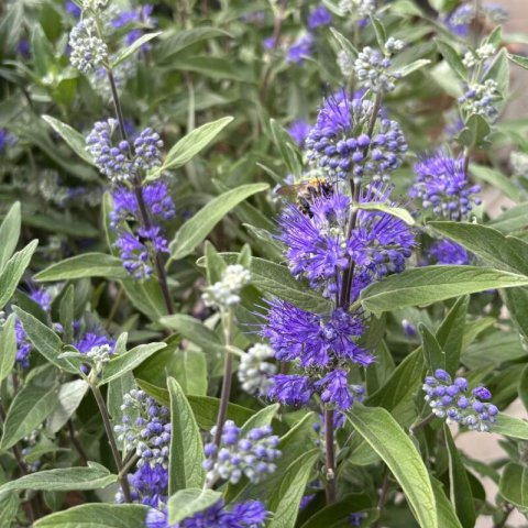 CARYOPTERIS &times; CLANDONENSIS Kew Blue