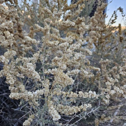 ATRIPLEX CANESCENS - Chamiso, Four-wing Saltbush
