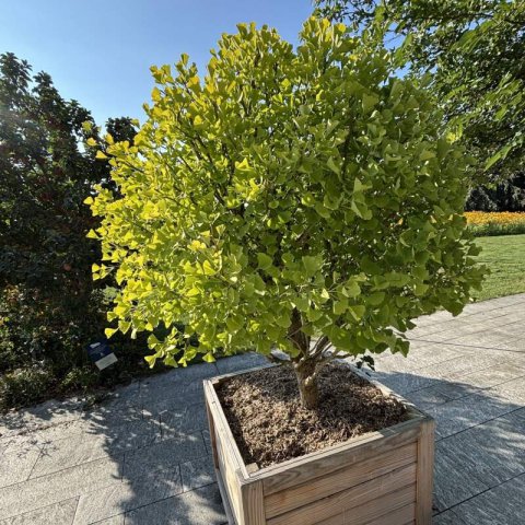 GINKGO BILOBA Blagon - Arbre aux quarante �cus