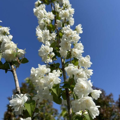 PHILADELPHUS X VIRGINALIS Minnesota Snowflake