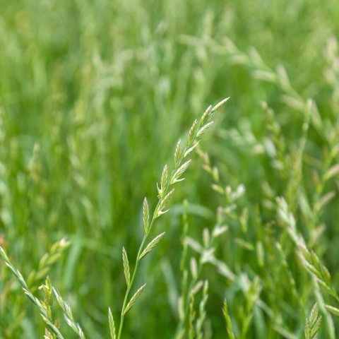 LOLIUM PERENNE - Perennial Ryegrass