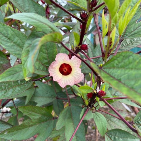 HIBISCUS SABDARIFFA Red cocktail