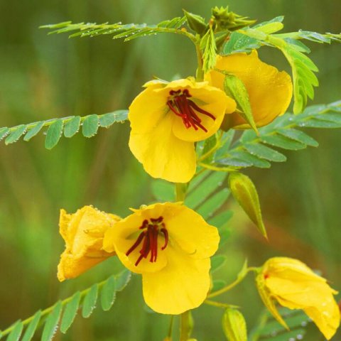 CHAMAECRISTA FASCICULATA - Partridge Pea