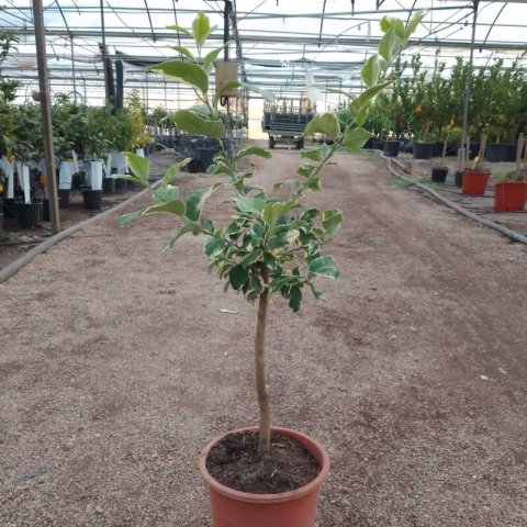 CITRUS x LIMON Variegata - Limonero Variegado