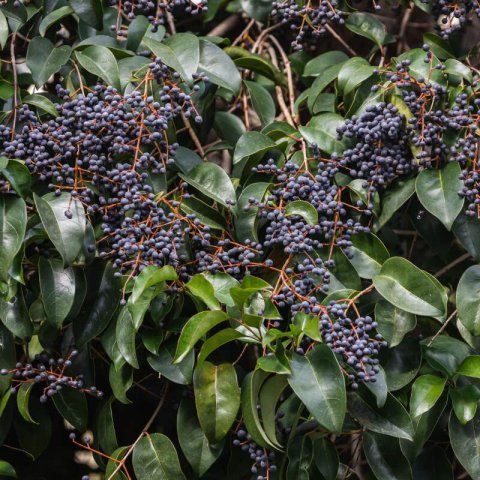 LIGUSTRUM JAPONICUM - Japanese Privet