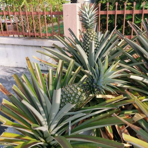 ANANAS COMOSUS Md2 - Pi&ntilde;a tropical