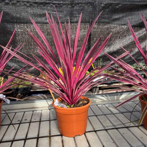 CORDYLINE AUSTRALIS Pink Passion - Cordyline rose, Dracena #1