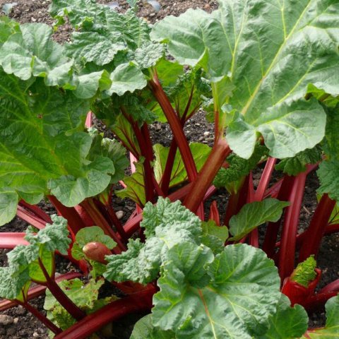RHEUM RHABARBARUM - RUIBARBO #1