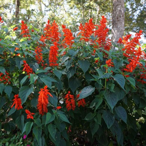 CROCOSMIA �Red King�