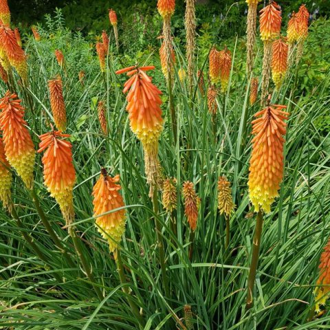 KNIPHOFIA UVARIA Grandiflora mix