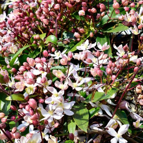CLEMATIS ARMANDII �Apple Blossom� - �Apple Blossom� Clematis