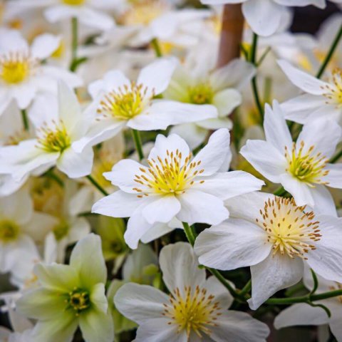 CLEMATIS � CARTMANII AVALANCHE - Clematis �Avalanche�