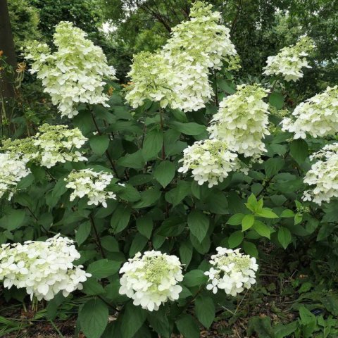 HYDRANGEA PANICULATA Pink Lady