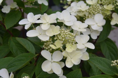 HYDRANGEA PANICULATA Pink Lady