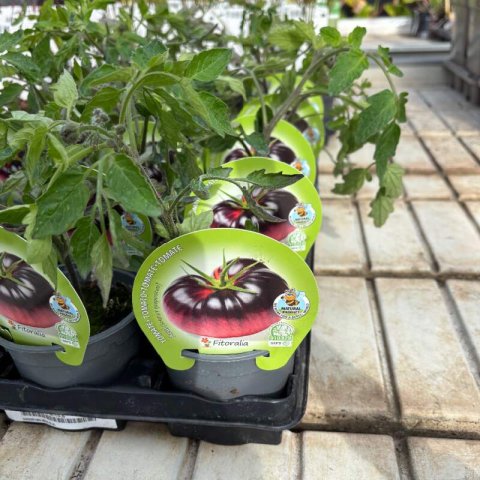 LYCOPERSICUM ESCULENTUM - TOMATE �Azul� #1