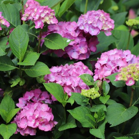 HYDRANGEA MACROPHYLLA Rosa - Hortensia de hoja grande