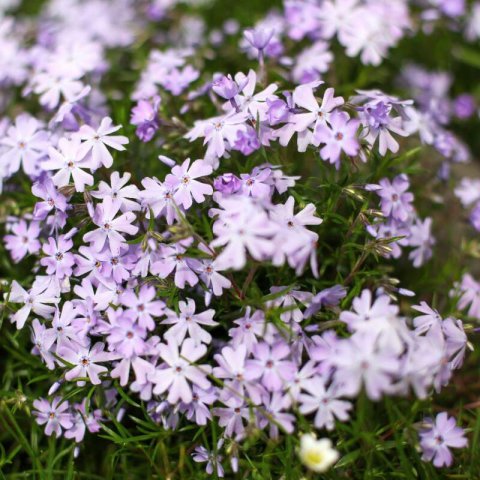 PHLOX SUBULATA - Flox musgoso #1