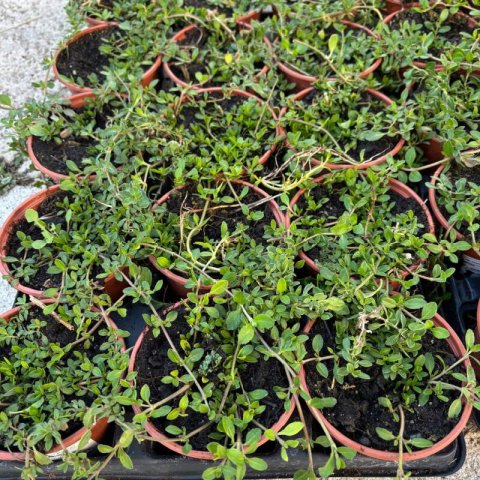 PHYLA NODIFLORA (Lippia n.) - Lipia, Bella alfombra #1