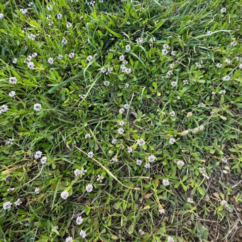 PHYLA NODIFLORA (Lippia n.) - Lipia, Bella alfombra #2