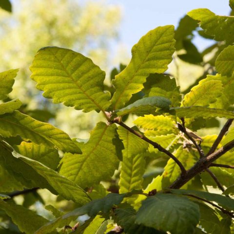 QUERCUS CANARIENSIS - Ch�ne Andalou