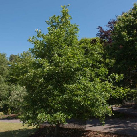 QUERCUS CANARIENSIS - Ch�ne Andalou