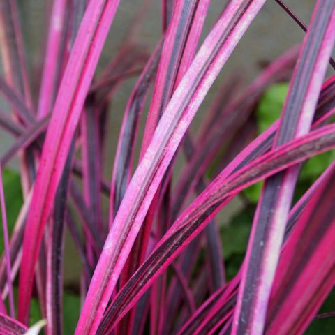 CORDYLINE Raspberry Festival - Cordiline, Dracena