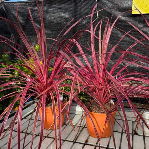 CORDYLINE AUSTRALIS Burgundy - Cordiline