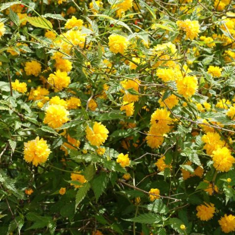 KERRIA JAPONICA PLENIFLORA -Cor�te du Japon #1