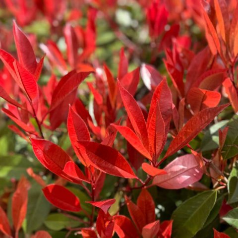 PHOTINIA x FRASERI �Clone Pistoia� #1