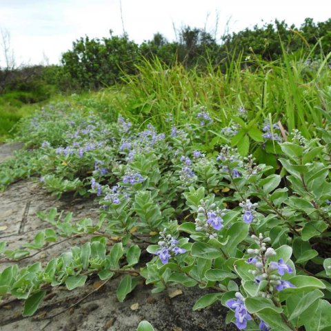 VITEX ROTUNDIFOLIA - Gattilier #1