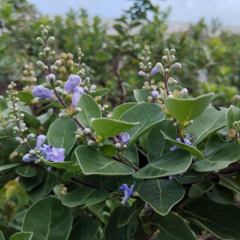 VITEX ROTUNDIFOLIA - Gattilier #2