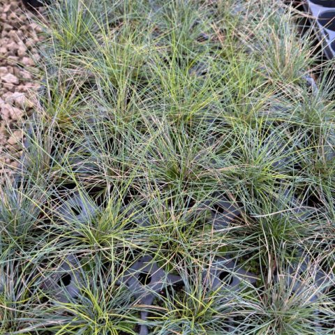 FESTUCA GLAUCA Intense Blue - Blue Fescue