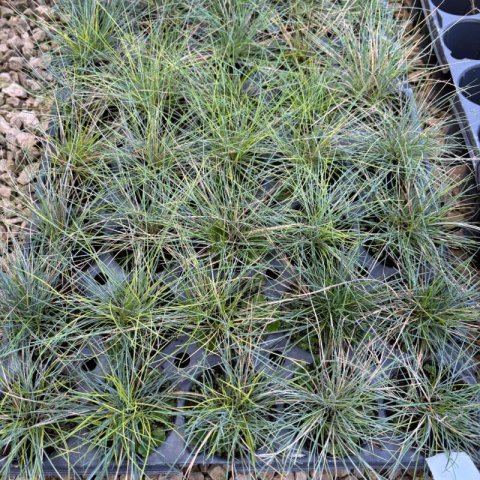 FESTUCA GLAUCA Intense Blue - Blue Fescue