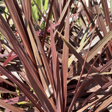 CORDYLINE AUSTRALIS Red Star - Dr�cena