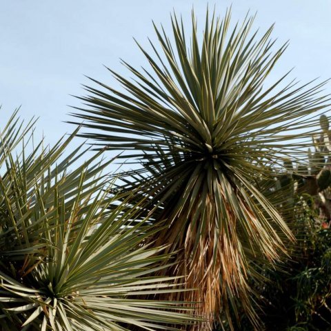 YUCCA THOMPSONIANA - Yucca � bec #1