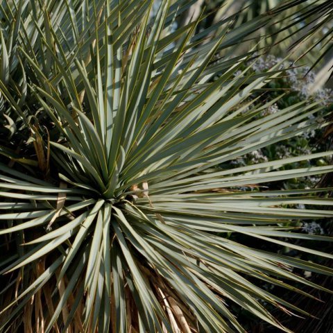 YUCCA THOMPSONIANA - Yucca � bec #2