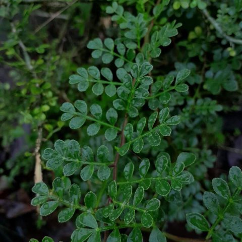 ZANTHOXYLUM BEECHEYANUM - Poivrier de Chine nain #1