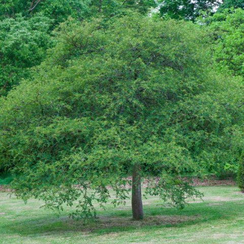ZANTHOXYLUM BEECHEYANUM - Poivrier de Chine nain #2