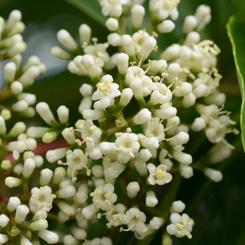 VIBURNUM TINUS - Durillo