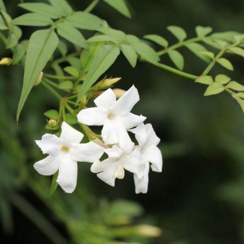 JASMINUM OFFICINALE