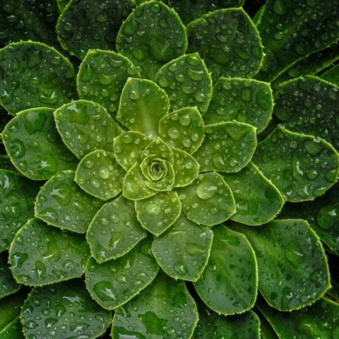 LEWISIA COTYLEDON - Siskiyou lewisia