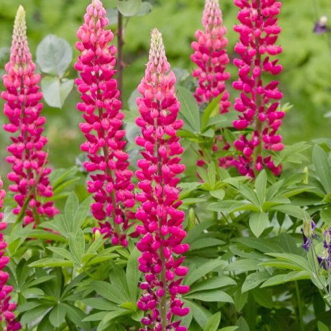 LUPINUS POLYPHYLLUS The Pages