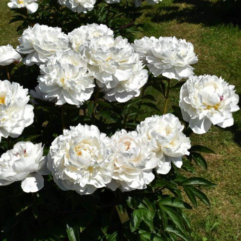 PAEONIA LACTIFLORA - Pivoine �Gardenia�