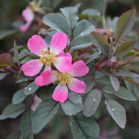 ROSA GLAUCA - Rosier � feuilles rouges