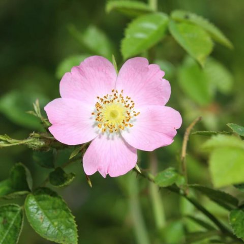 ROSA RUBIGINOSA - Eglantier odorant, Rosier rouill�